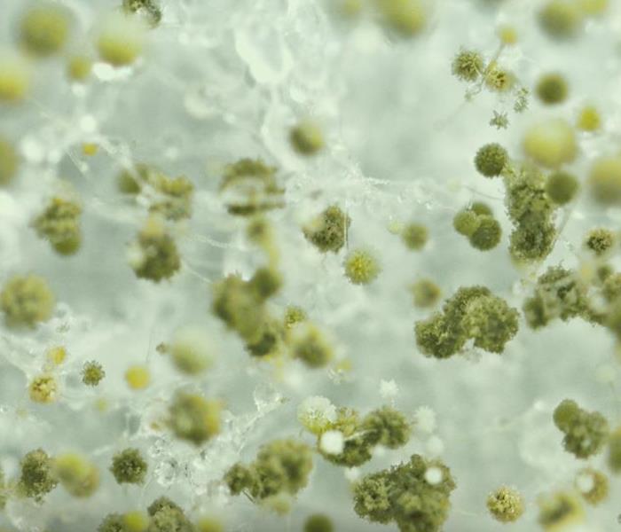 Closeup shot of mold growth.