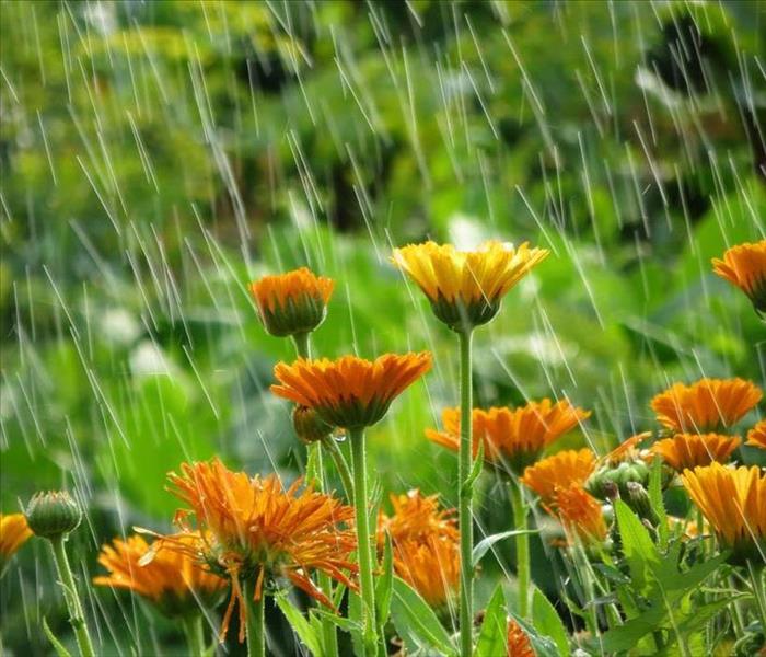 Garden flowers in rain. Summer flower background. Natural backgrounds